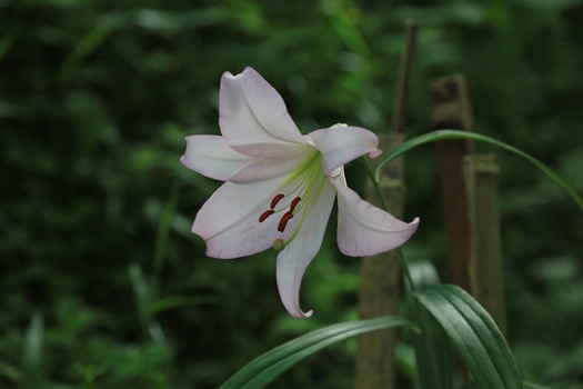 wild lily