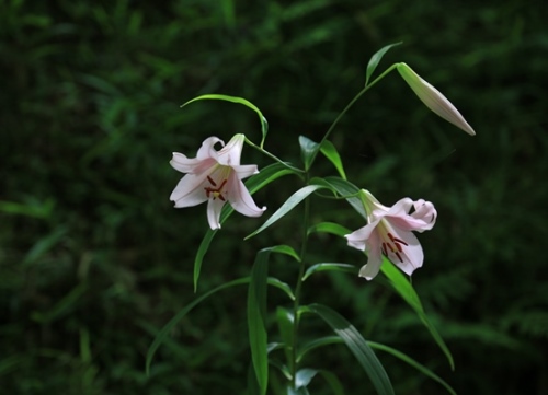 wild lily